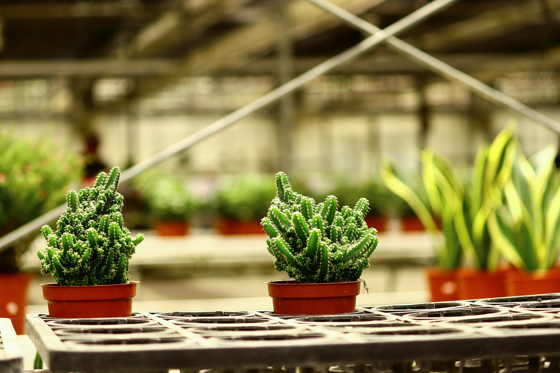 Navigating the Future of Plant-Based Lifestyle Markets: Trends, Opportunities, and Practical Guidance