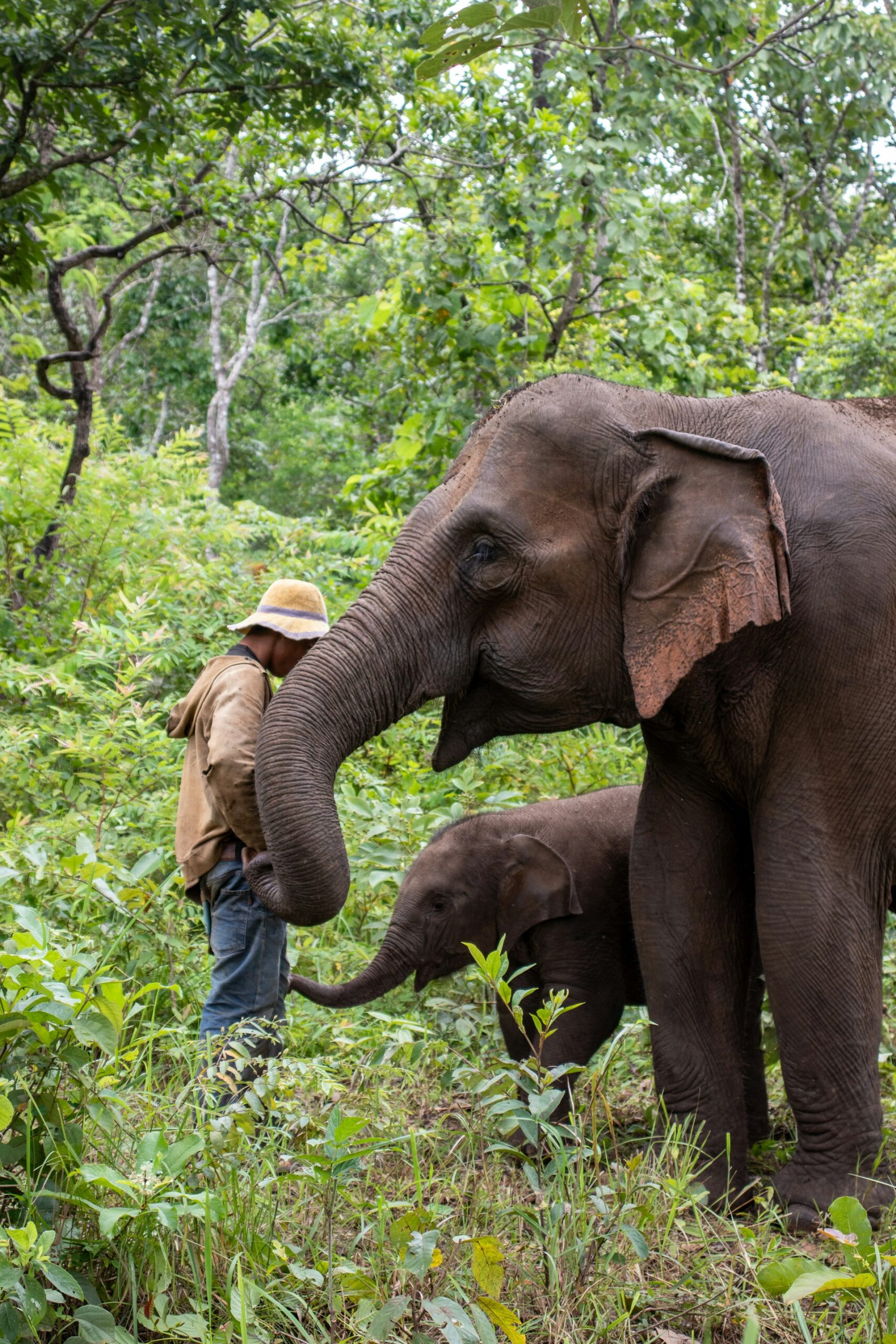 Transform Your Journey: Volunteer Travel in Wildlife Sanctuaries for Conservation Impact